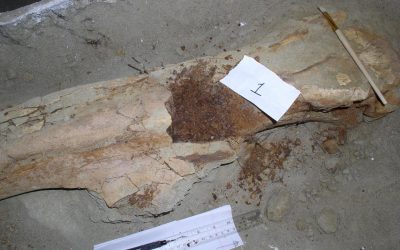 80-million-year-old Dinosaur Collagen Confirmed