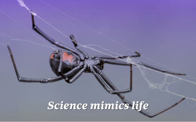 Spiders’ steel-strength silk webs could lead to equally strong synthetic materials