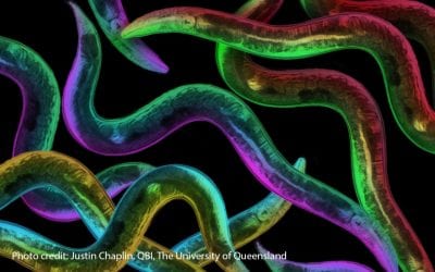 Worldly worms offer clues about how evolution works