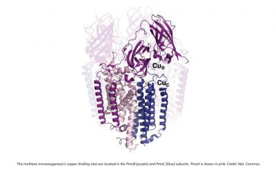 Methods pinpoint copper binding sites in enzyme from methane-munching bacteria