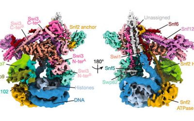 Structure revealed of key chromatin-remodeling complex