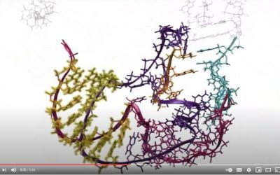 New videos show RNA as it’s never been seen