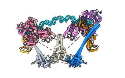 Understanding how DNA repairs itself may lead to better cancer treatments