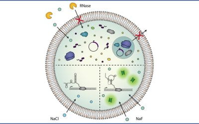 Robust and tunable performance of a cell-free biosensor encapsulated in lipid vesicles